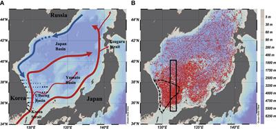 Long-Term Variability of the East Sea Intermediate Water Thickness: Regime Shift of Intermediate Layer in the Mid-1990s